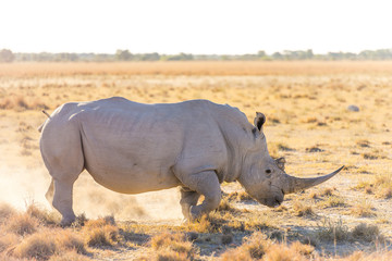 Obraz premium White Rhino Marking Territory