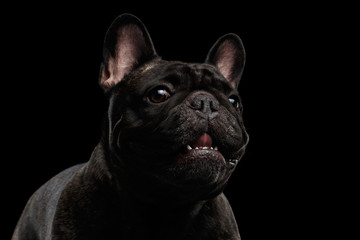 Close-up Portrait of Funny Smiled French Bulldog Dog, Curiously Looking