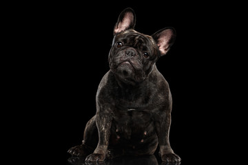 Portrait of French Bulldog Dog Sitting and Curiously Looking, Isolated