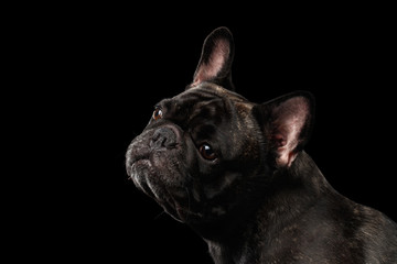 Close-up Portrait of French Bulldog Dog Curiously Looking up Isolated