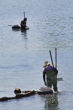 Activity Beachfront shellfishing in the Ria de Arosa. O Grove