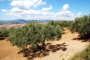 Olive groves with mountains to the rear, Periana, Spain.