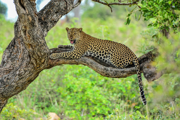 Fototapeta premium Leopard relaxing in tree