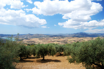 Olive groves with lake Vinuela and mountains to the rear, Periana, Spain.