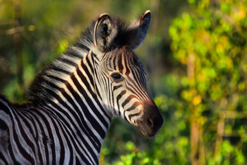 Fototapeta na wymiar Zebra faul