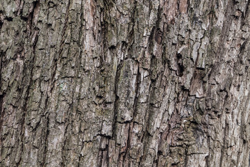 Bark of tree