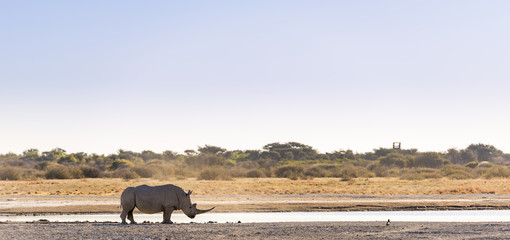 Rhinocéros blanc Afrique