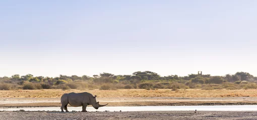 Deurstickers Neushoorn White Rhinoceros Africa