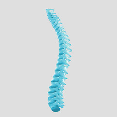 Spine showing vertebrae and bones isolated on background.