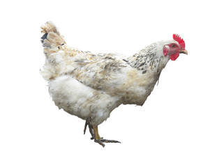 White chicken hen isolated over white