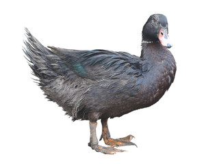Black dirty duck isolated over white background