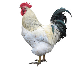 Chicken rooster cock isolated over white