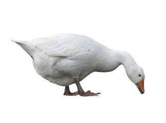 White domestic goose isolated over white