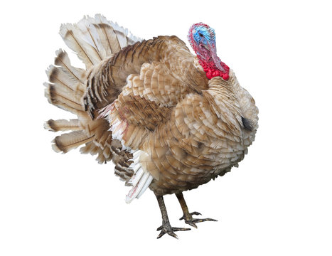 Brown turkey isolated on the white background