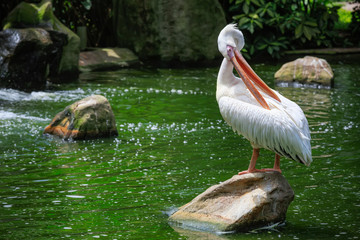 Graet White pelican, Pelicanus onocrotalus, KL Bird Park