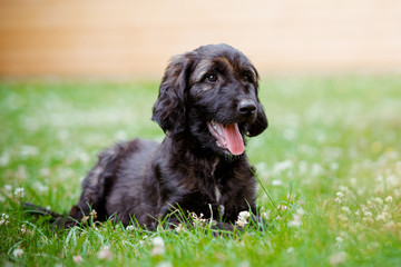 adorable afghan puppy outdoors in spring