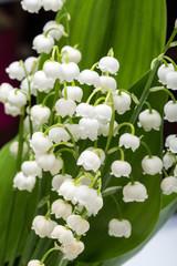 Lily of the Valley (Convallaria Majalis) isolated on white