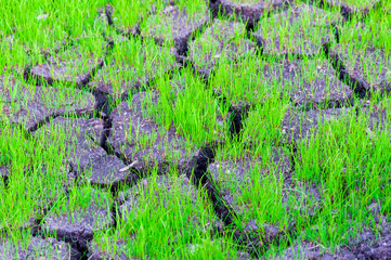grass growing on the dry cracked earth close-up