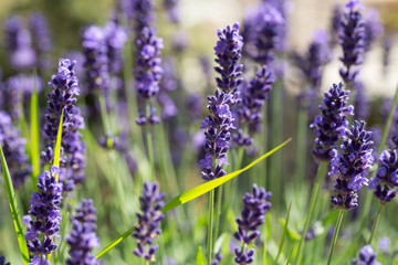 Gardens with the flourishing lavender