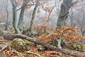 Fallen trees in fog in mountain beech forest