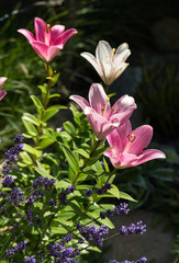 pink  lily flower in garden