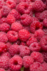 A beautiful selection of freshly picked ripe red raspberries.