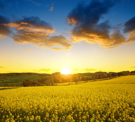 Sunset over spring landscape with rapeseed field