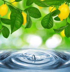 Naklejka na ściany i meble Lemon tree with lemons above the water level