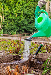 farmer watering green shoots in the garden