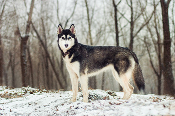 Fototapeta premium different colored eyes husky 