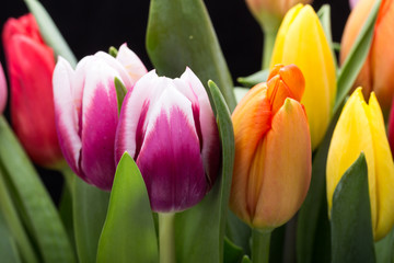 colorful bouquet of fresh spring tulip flowers