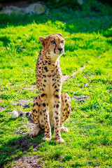 Amur Leopard on Meadow