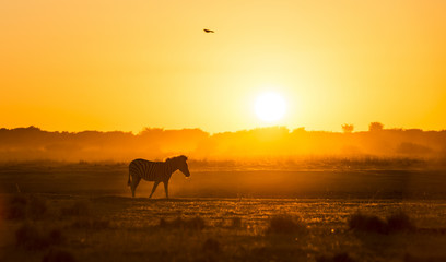 Zebra Sunset Botswana