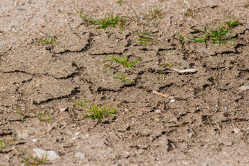 Dry soil with green grass