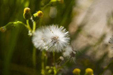 Central Small Dandelion