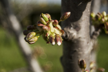 Left Buds