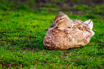 Female Mallard Duck