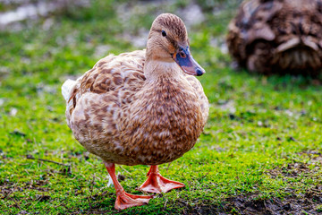 Female Mallard Duck