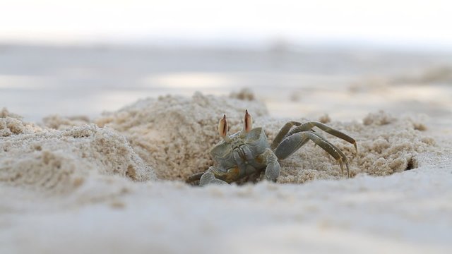 Krabbe am Strand - Seychellen