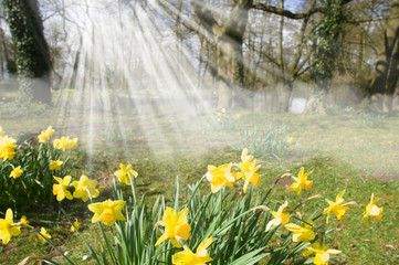 Daffodils in Spring with sunbeams English country garden woodland