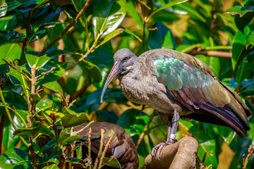 Hadada Ibis on Tree Branch