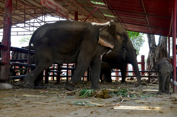 Thai elephants eating food