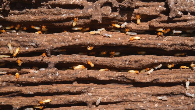 Close up of white ants or termites on decomposing wood