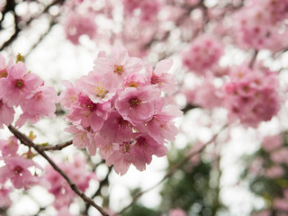Sakura flower early bloom in mid march, Tokyo, Japan