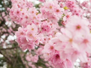 Sakura flower early bloom in mid march, Tokyo, Japan