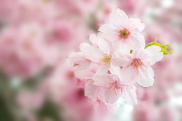 Obraz premium Sakura flower bloom blurry soft focus for dreamy concept backgro