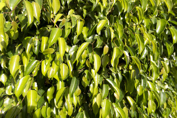 Green leaf as a background