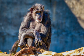 Old Chimpanzee resting