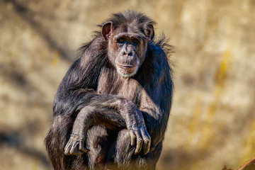 Old Chimpanzee resting