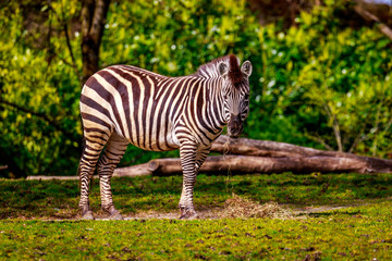 Plains Zebra Feeding